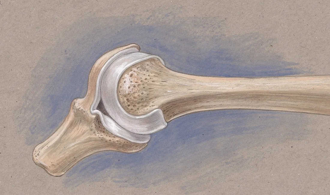 An illustrated cutaway of a rabbit knee showing pale cartilage along the opposing bone surfaces.